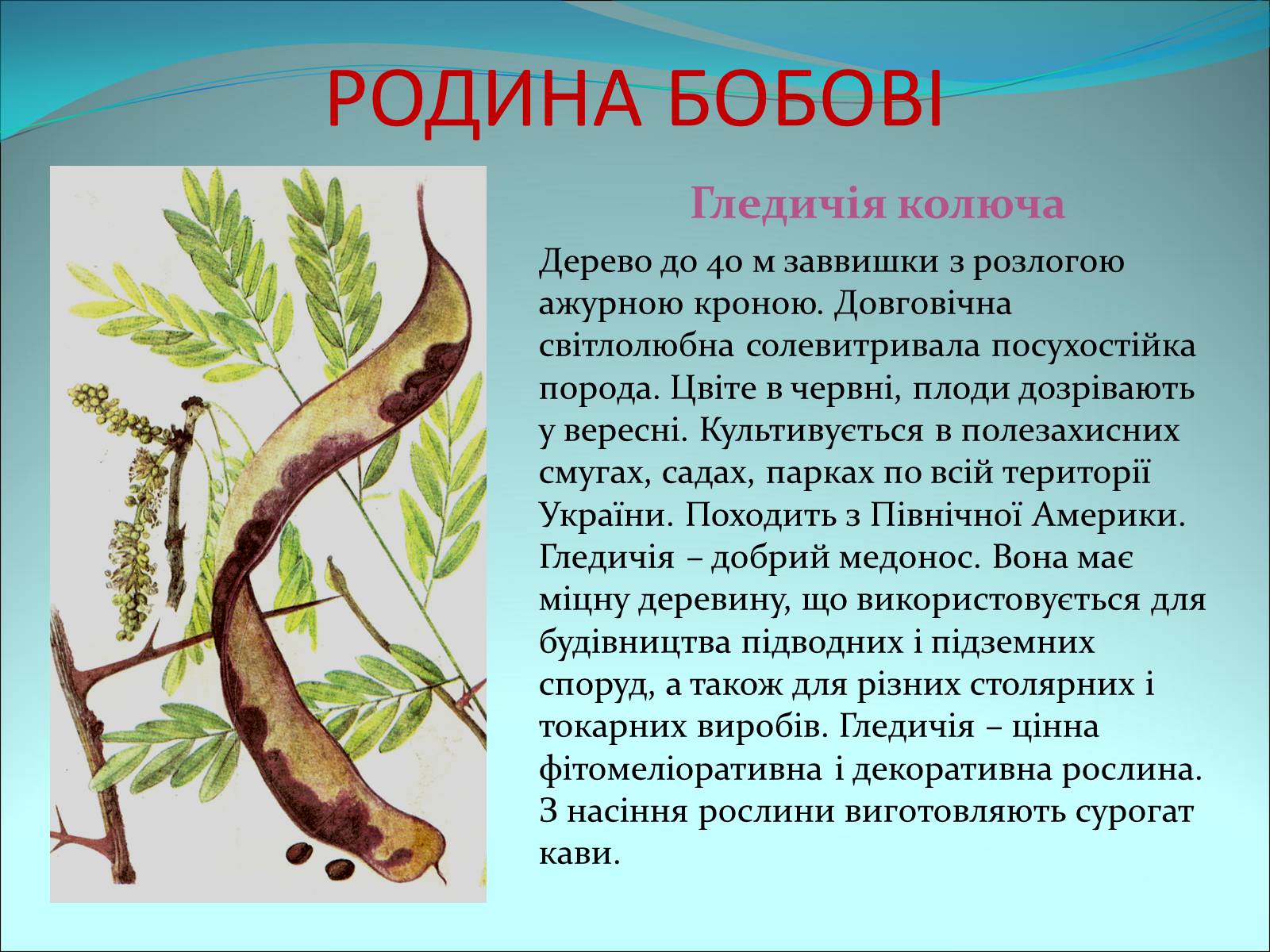 Презентація на тему «Різноманітність покритонасінних рослин» - Слайд #42