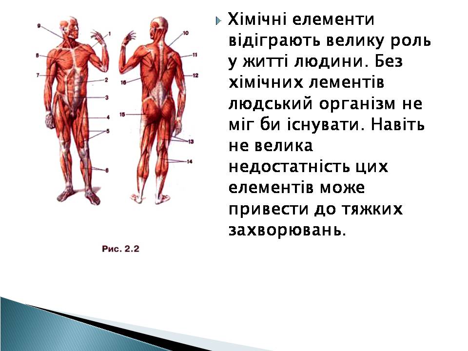 Презентація на тему «Елементний склад живих організмів» - Слайд #8