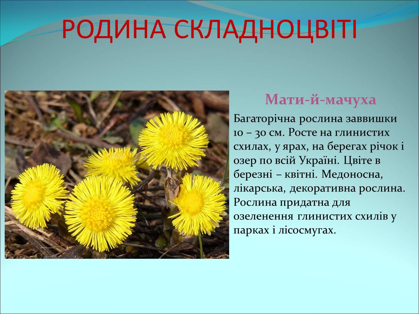 Презентація на тему «Різноманітність покритонасінних рослин» - Слайд #58