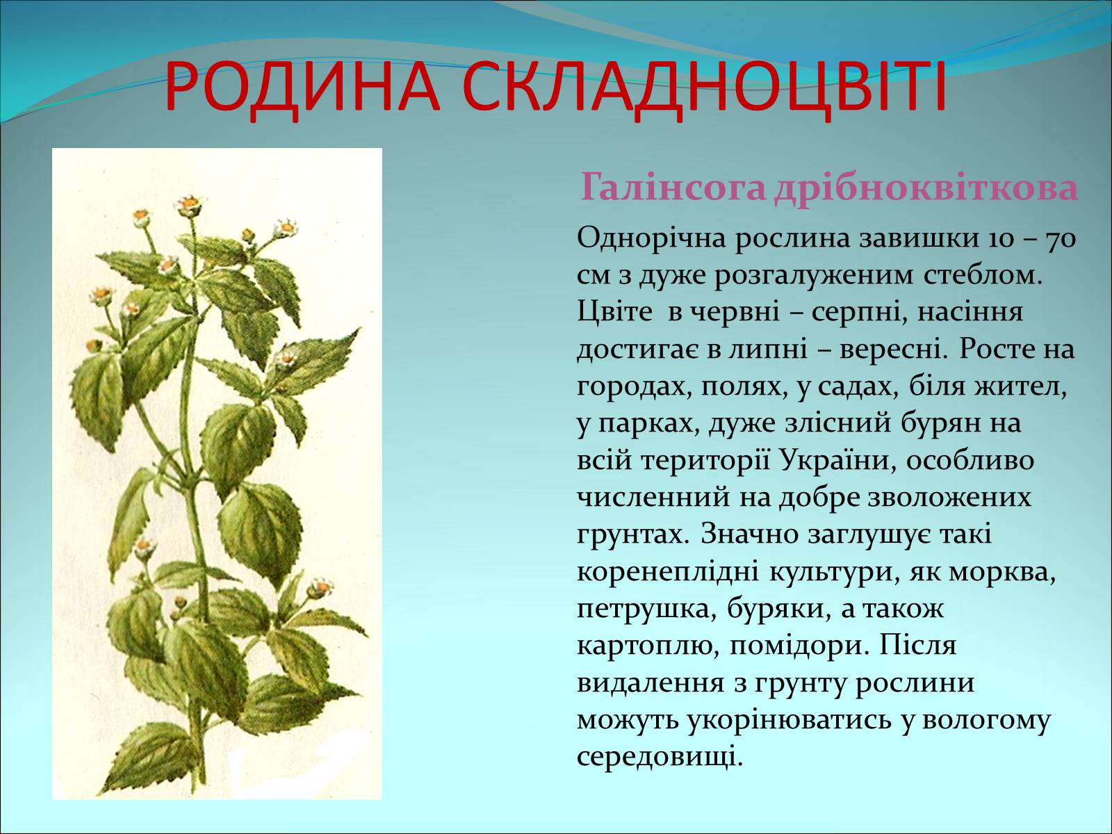 Презентація на тему «Різноманітність покритонасінних рослин» - Слайд #61