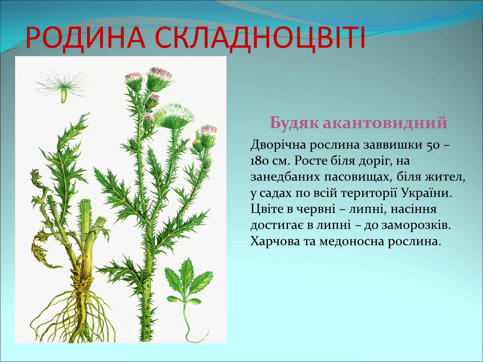 Презентація на тему «Різноманітність покритонасінних рослин» - Слайд #63