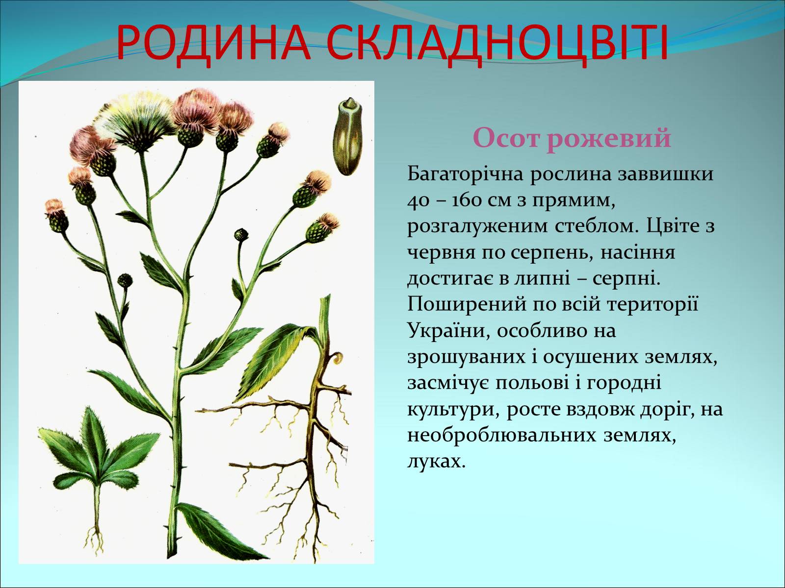 Презентація на тему «Різноманітність покритонасінних рослин» - Слайд #64