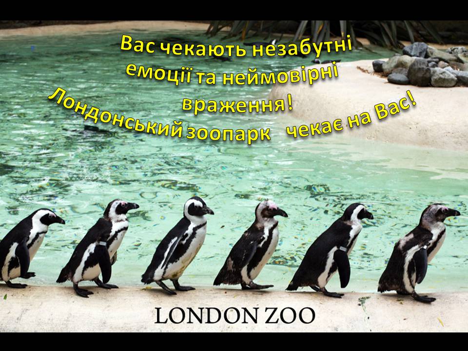 Презентація на тему «Лондонський зоопарк» - Слайд #13