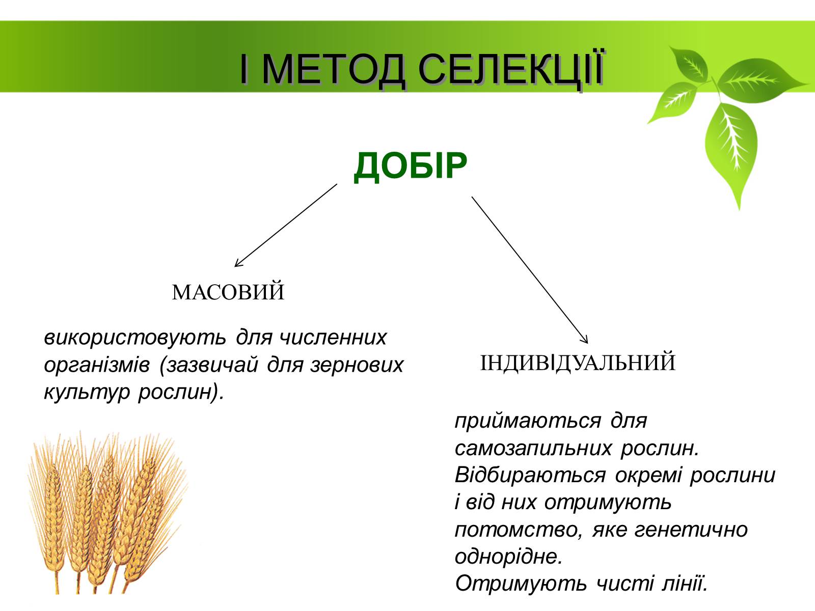 Презентація на тему «Генетичні основи селекції рослин» (варіант 1) - Слайд #4