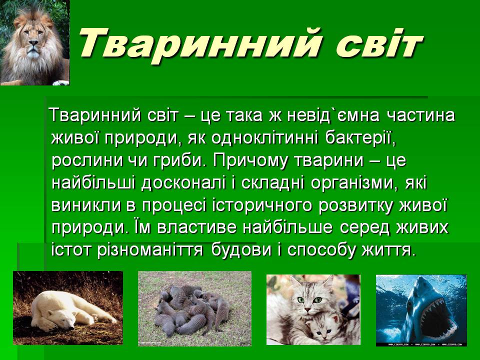 Презентація на тему «Зоологія» - Слайд #7