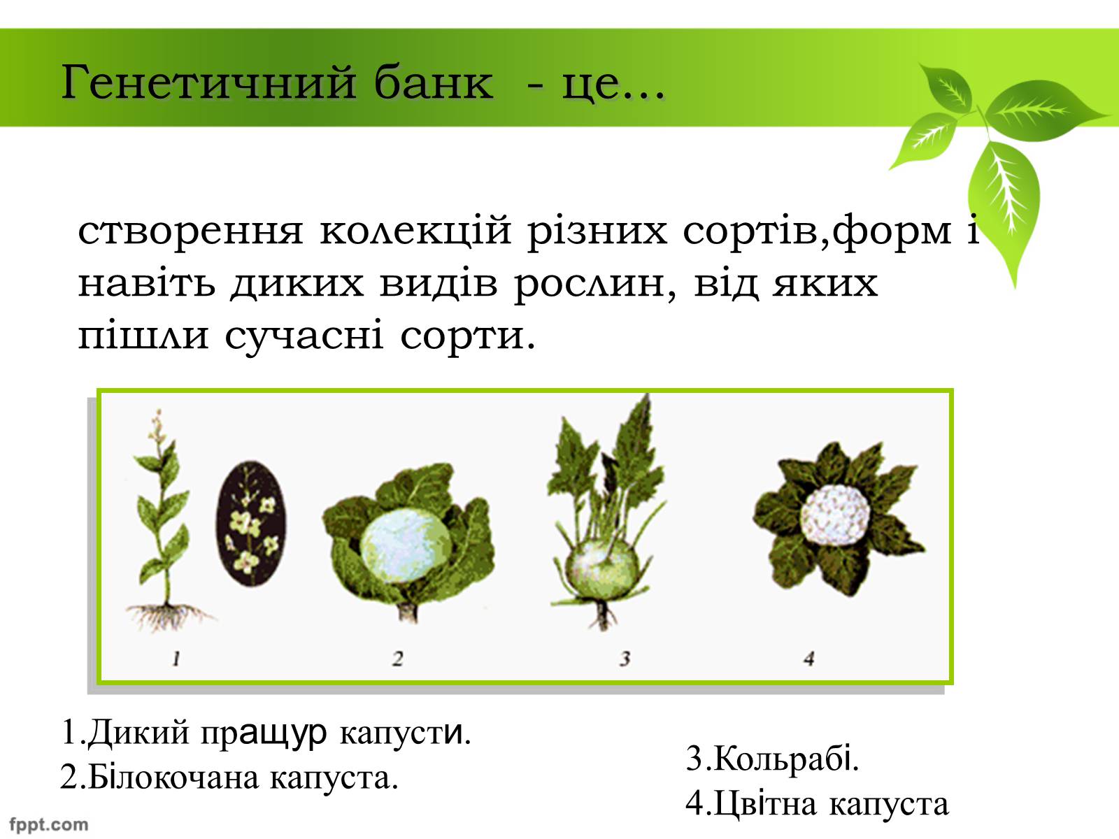 Презентація на тему «Генетичні основи селекції рослин» (варіант 1) - Слайд #5