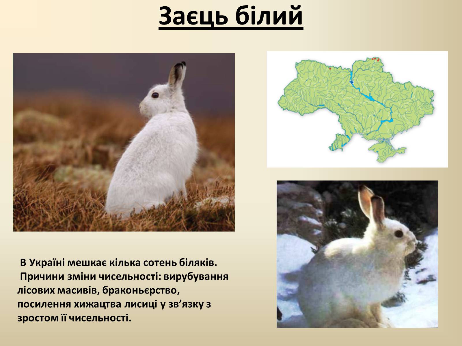 Презентація на тему «Тварини Червоної Книги України» - Слайд #11