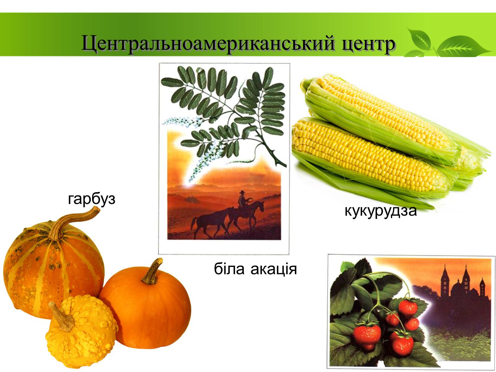 Презентація на тему «Генетичні основи селекції рослин» (варіант 1) - Слайд #15