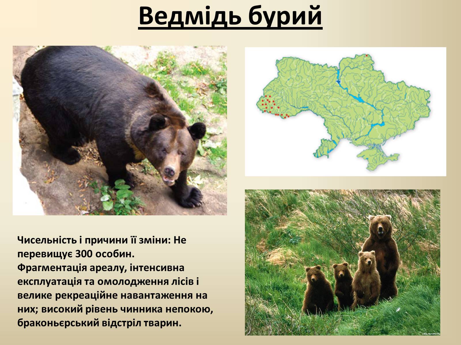Презентація на тему «Тварини Червоної Книги України» - Слайд #19
