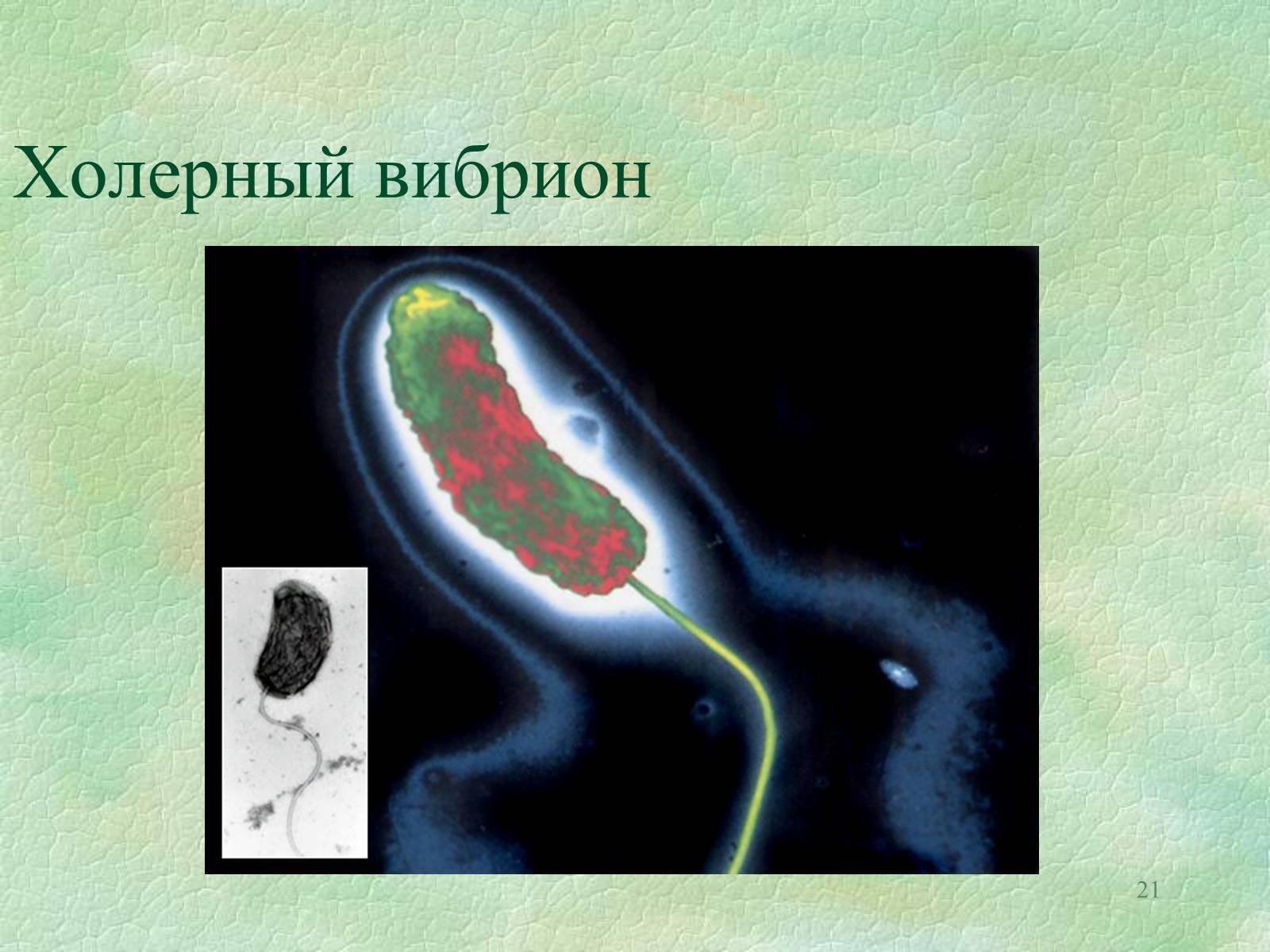 Презентація на тему «Значение бактерий в природе и жизни человека» - Слайд #21