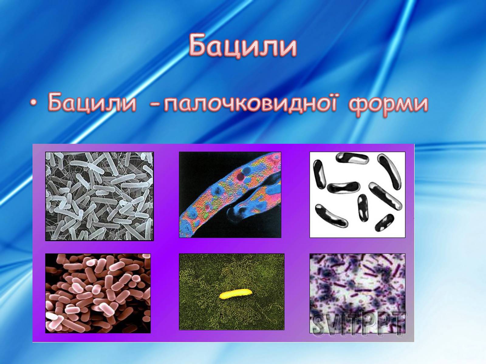 Презентація на тему «Бактерії» (варіант 3) - Слайд #8