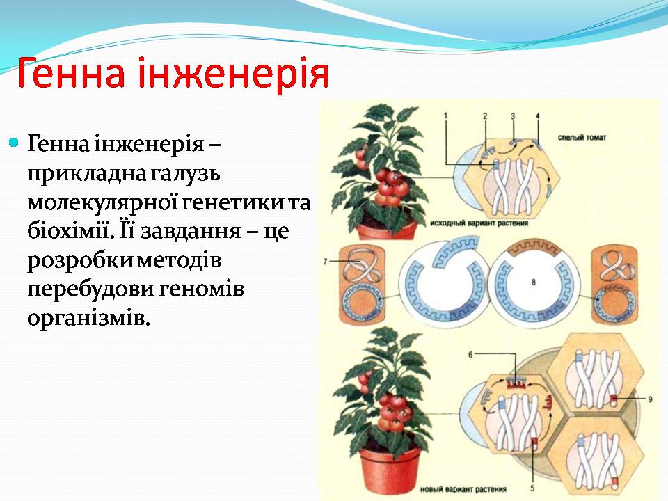 Презентація на тему «Біотехнологія, химерні та трансгенні організми» - Слайд #8