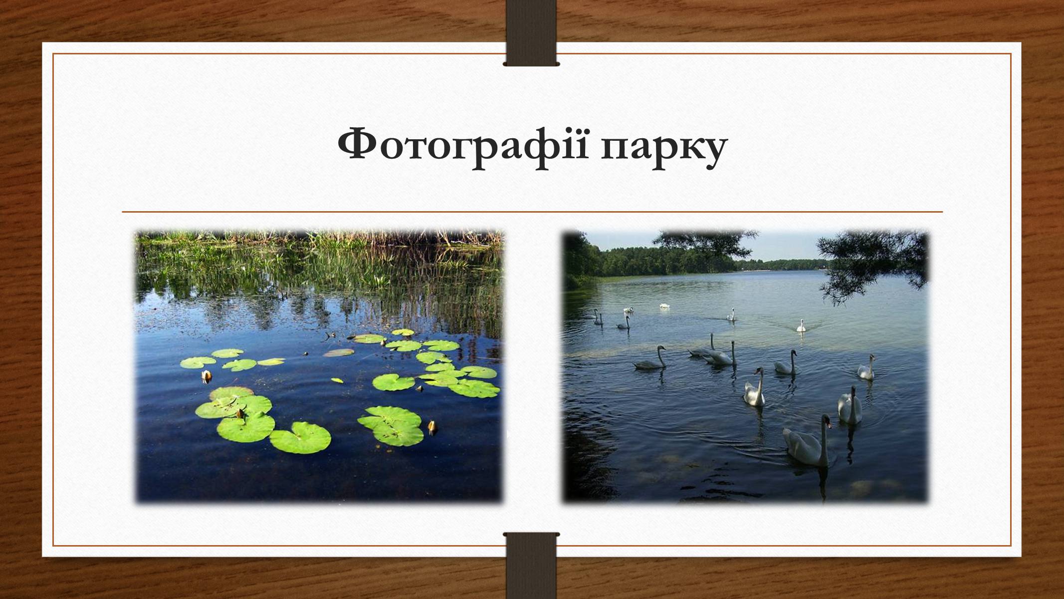 Презентація на тему «Шацький національний природний парк» (варіант 1) - Слайд #8