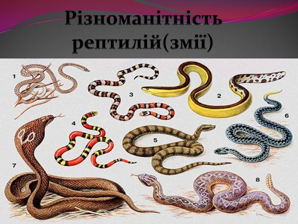 Презентація на тему «Різноманітності змій» - Слайд #1
