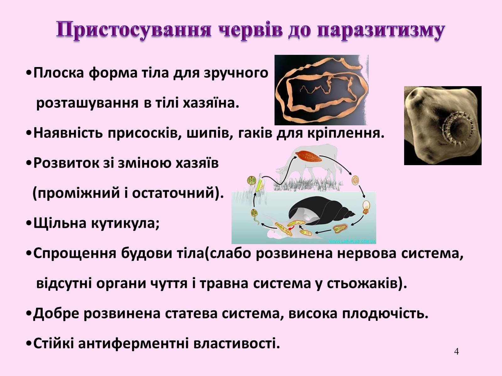 Презентація на тему «Різноманітність паразитичних плоских червів» - Слайд #4