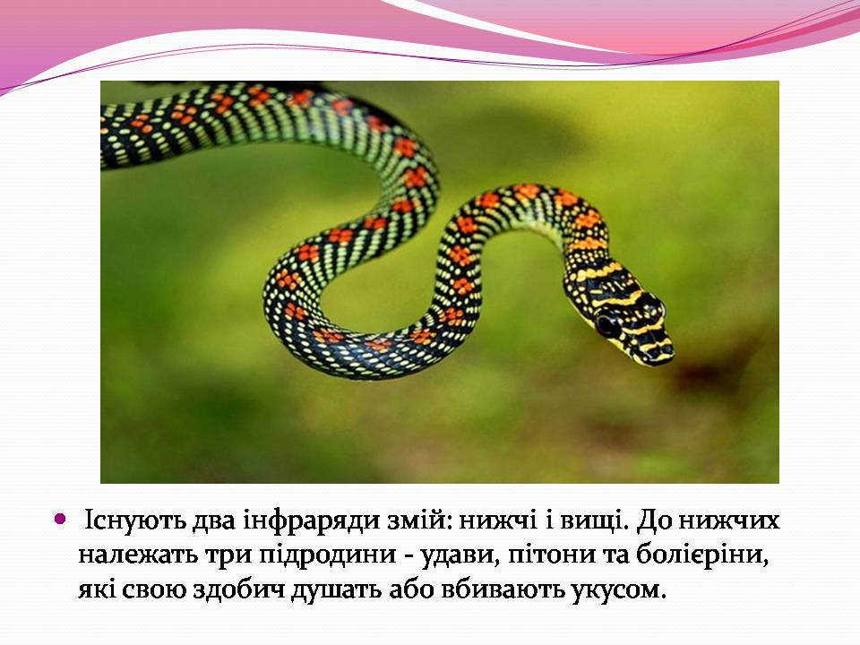 Презентація на тему «Різноманітності змій» - Слайд #6