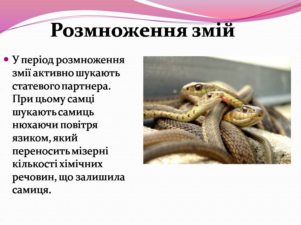 Презентація на тему «Різноманітності змій» - Слайд #7