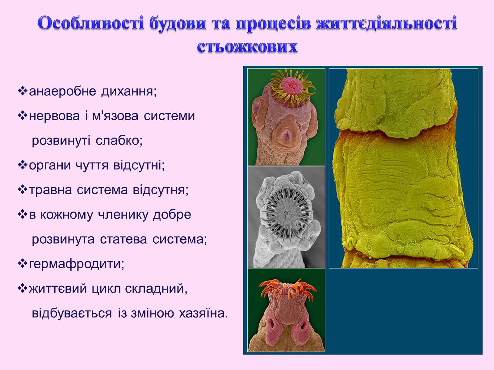 Презентація на тему «Різноманітність паразитичних плоских червів» - Слайд #12