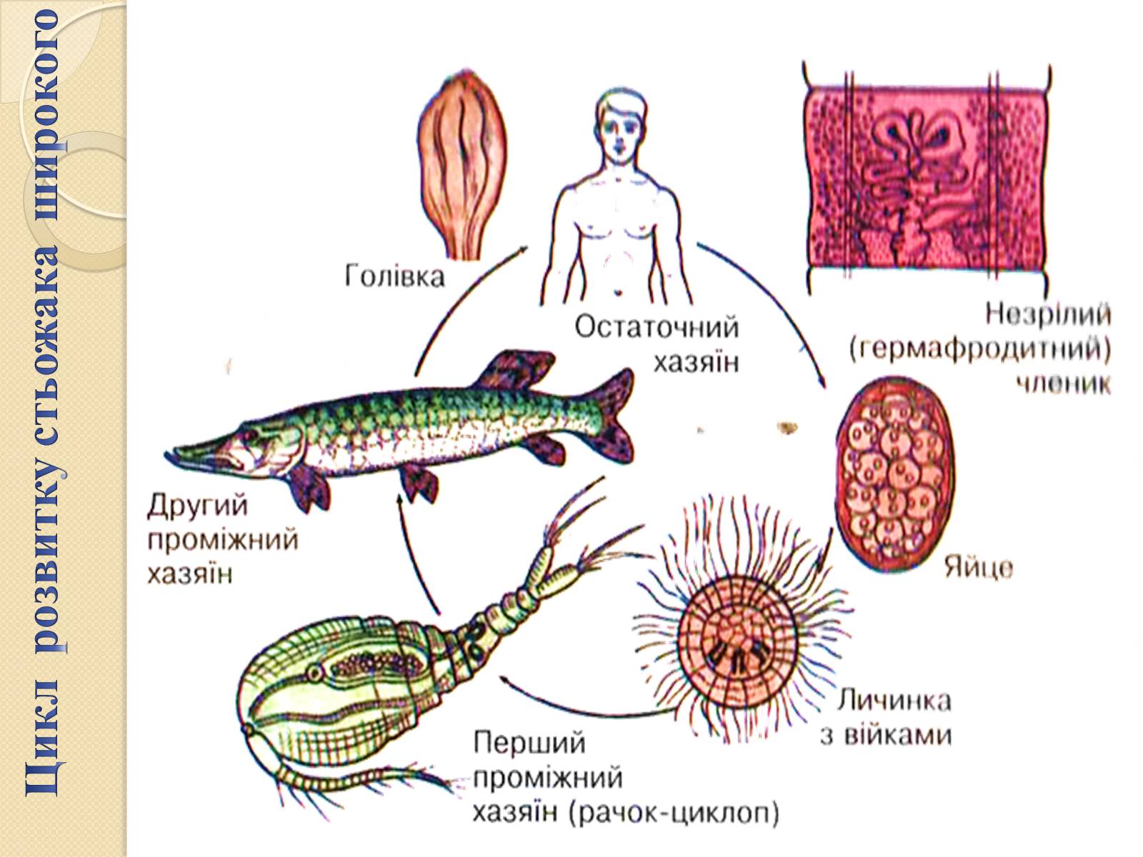Презентація на тему «Різноманітність паразитичних плоских червів» - Слайд #22