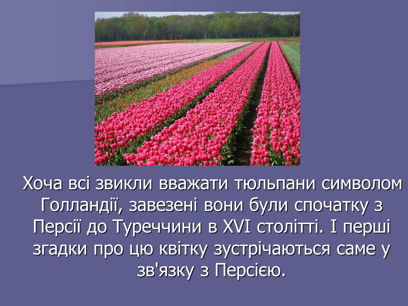 Презентація на тему «Селекція Тюльпанів» - Слайд #4