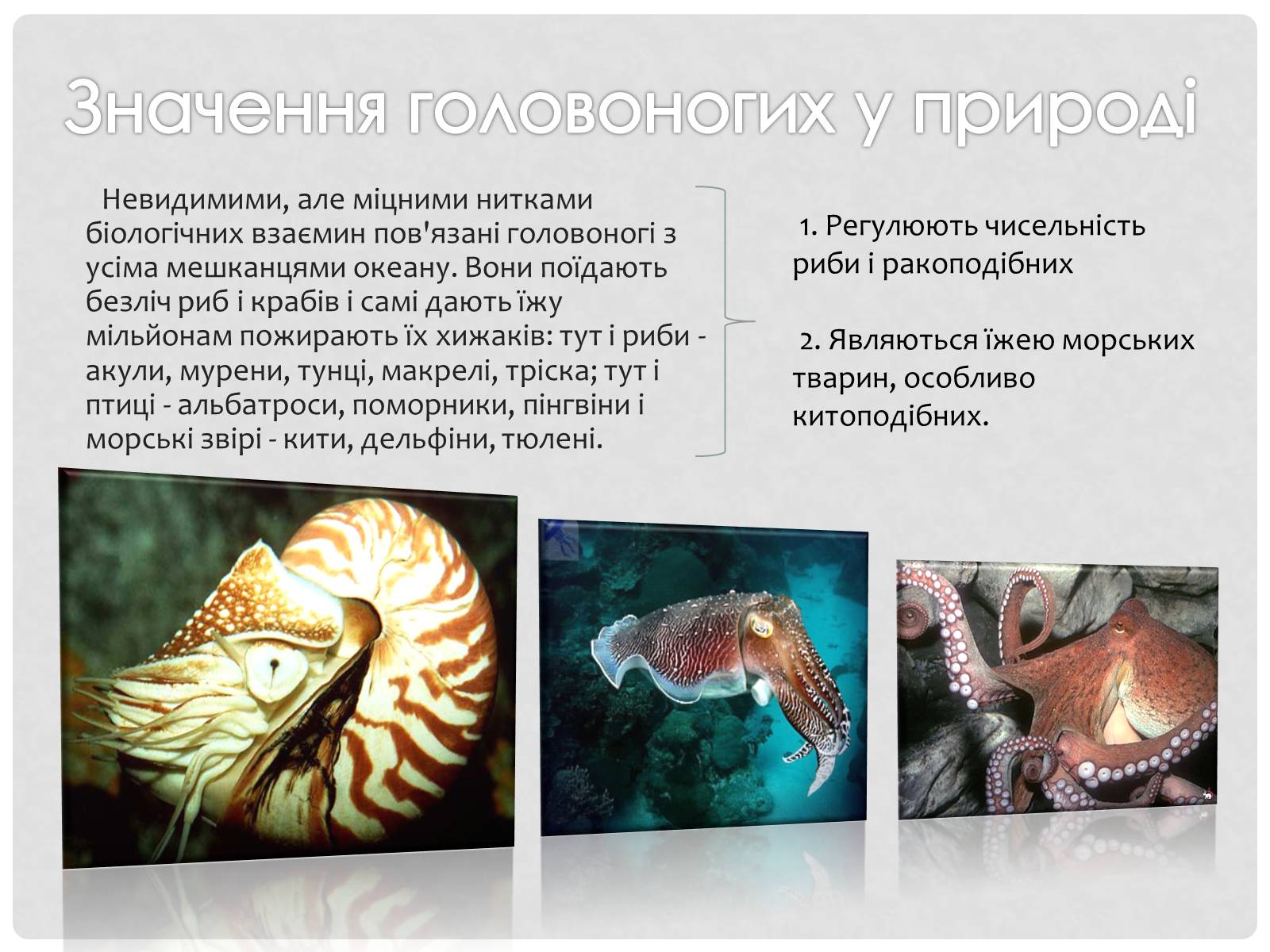 Презентація на тему «Головоногi молюски» - Слайд #12