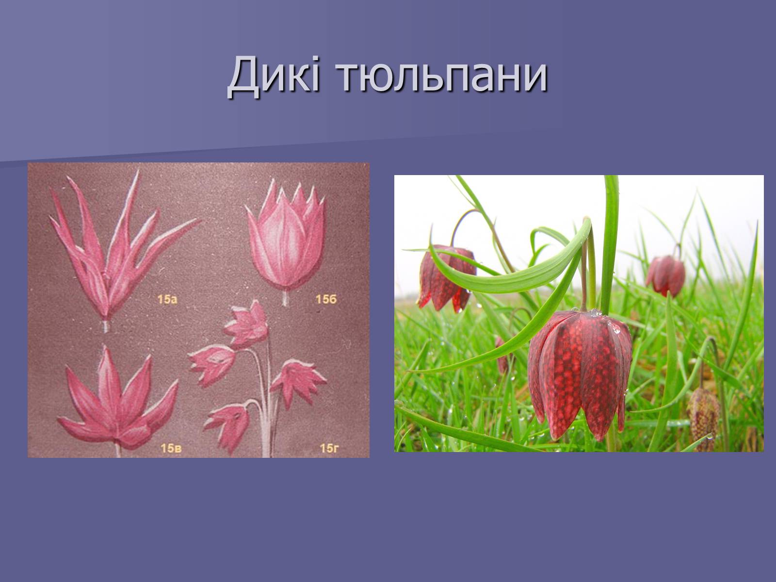 Презентація на тему «Селекція Тюльпанів» - Слайд #6