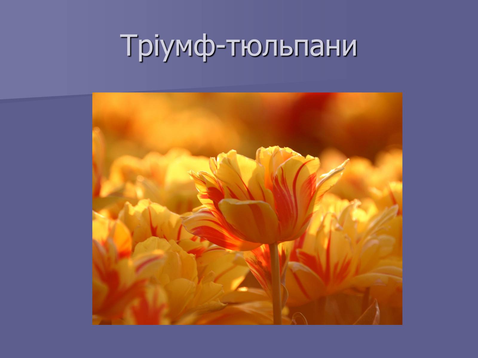Презентація на тему «Селекція Тюльпанів» - Слайд #10