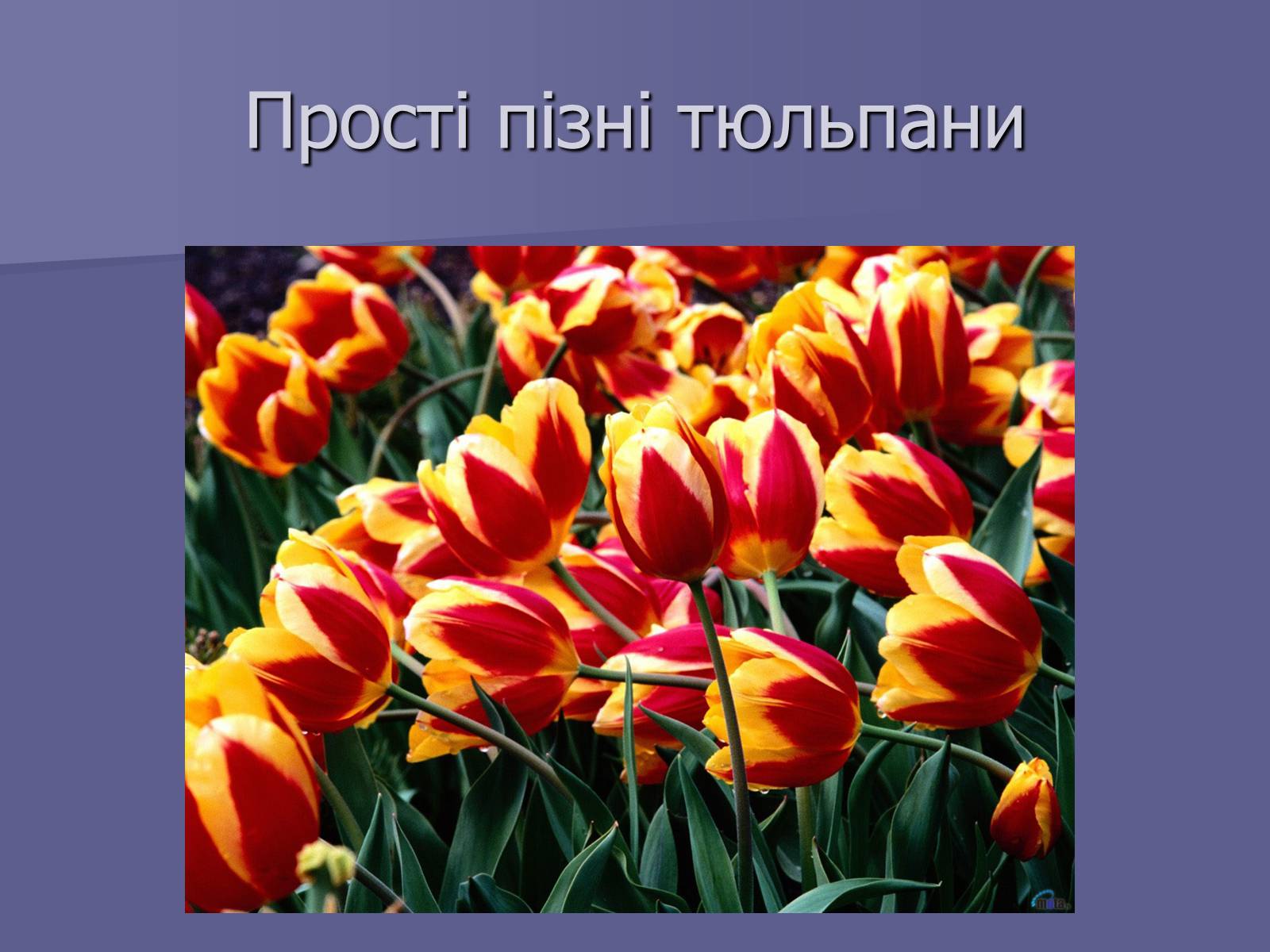 Презентація на тему «Селекція Тюльпанів» - Слайд #11