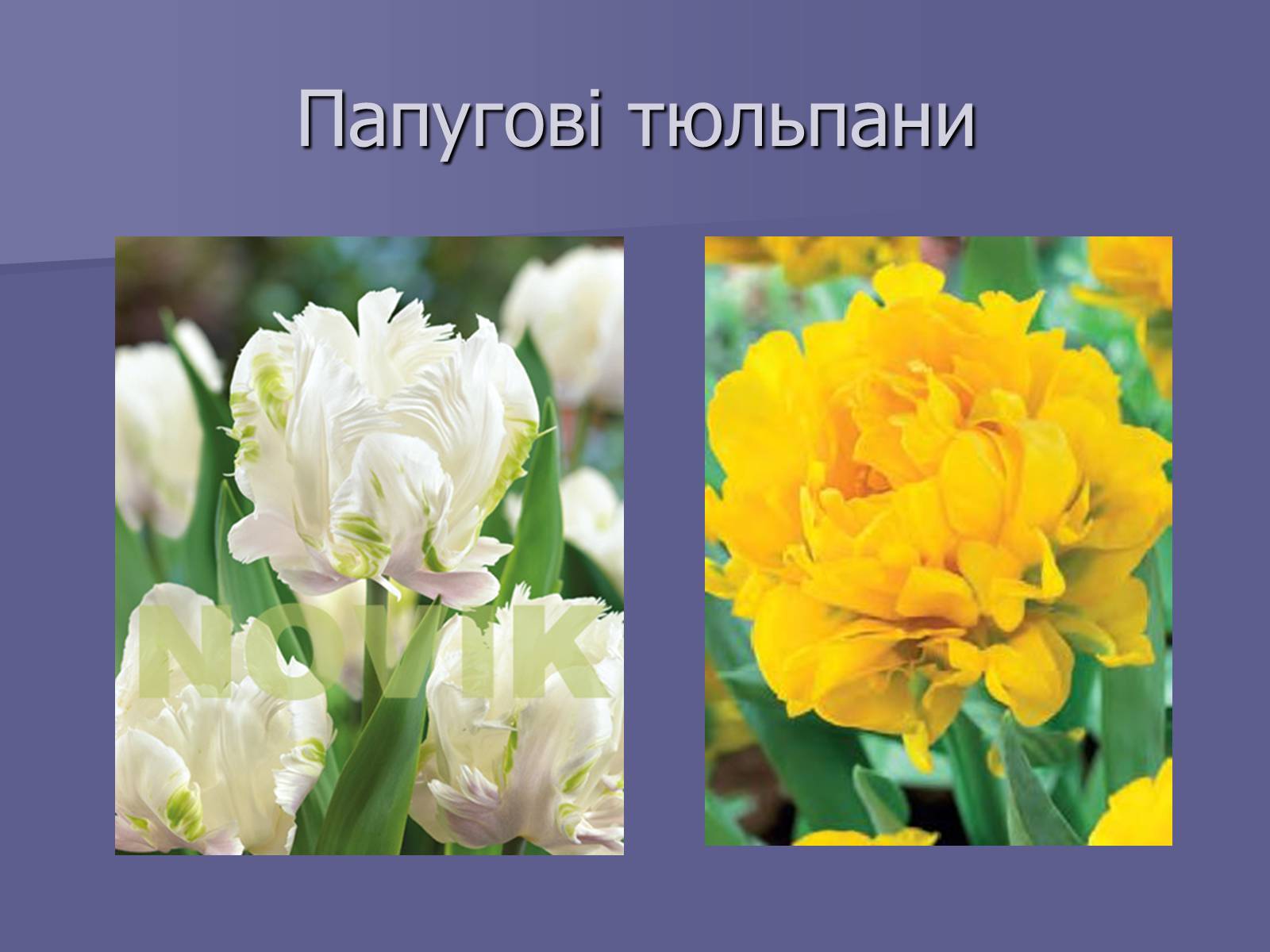 Презентація на тему «Селекція Тюльпанів» - Слайд #12