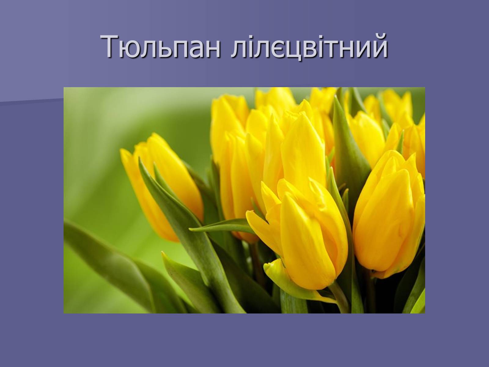 Презентація на тему «Селекція Тюльпанів» - Слайд #13