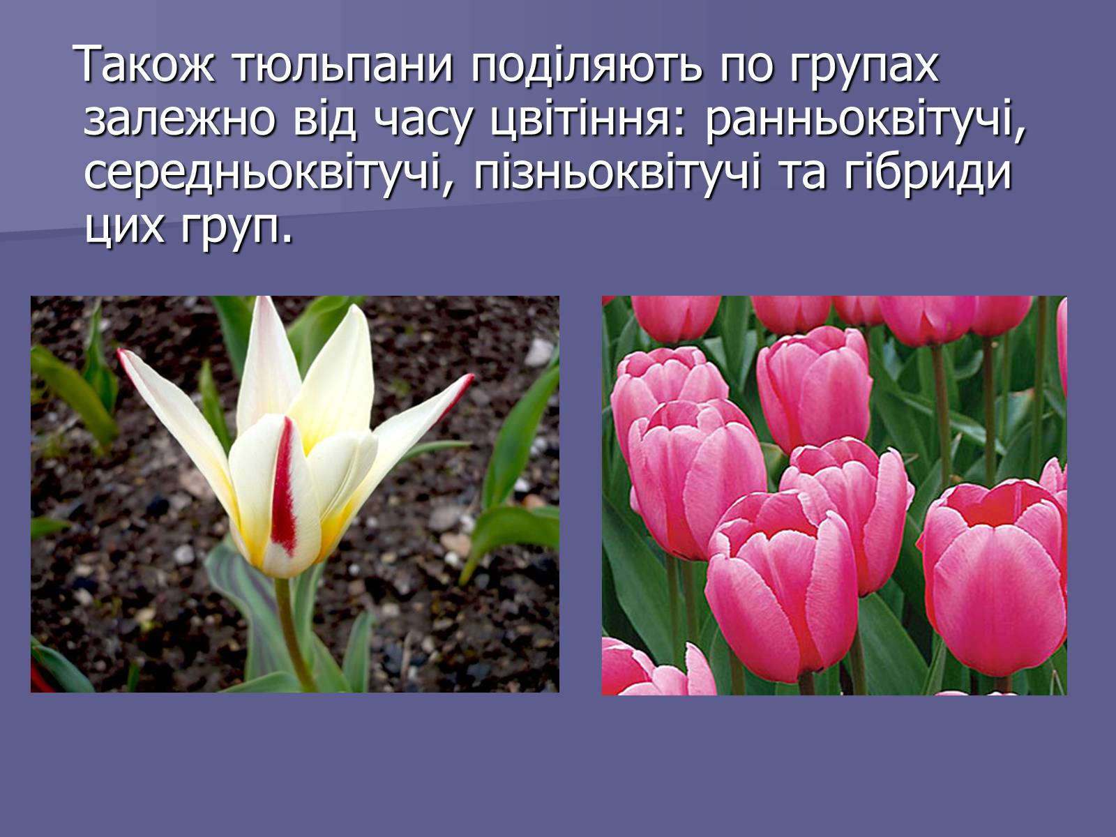 Презентація на тему «Селекція Тюльпанів» - Слайд #14
