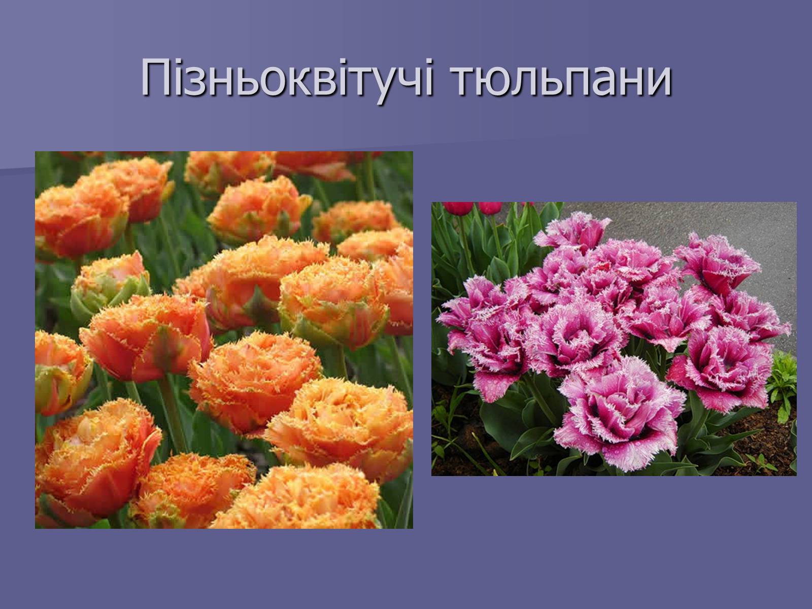 Презентація на тему «Селекція Тюльпанів» - Слайд #15