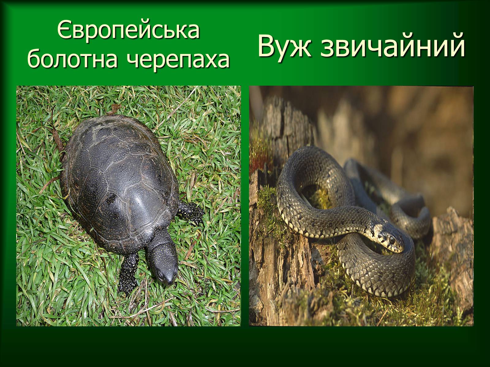 Презентація на тему «Дунайський біосферний заповідник України» - Слайд #33