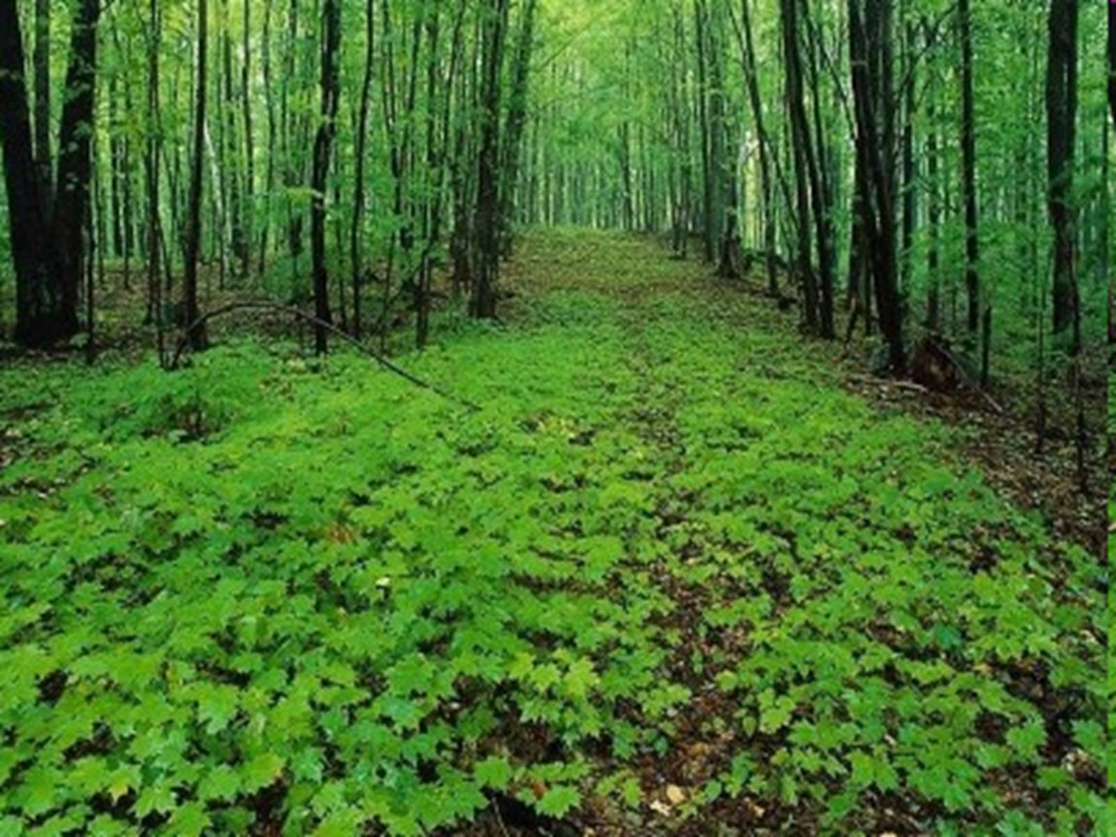 Презентація на тему «Вічнозелені тропічні дощові ліси» - Слайд #20