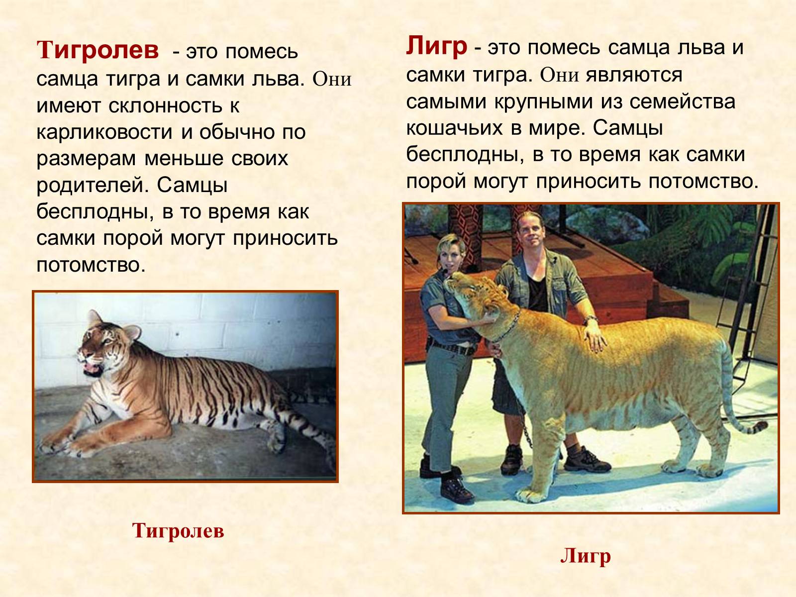 Презентація на тему «Селекция животных» (варіант 2) - Слайд #15