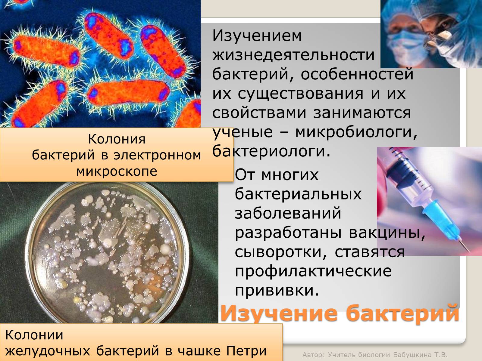 Презентація на тему «Царство Бактерии» - Слайд #24