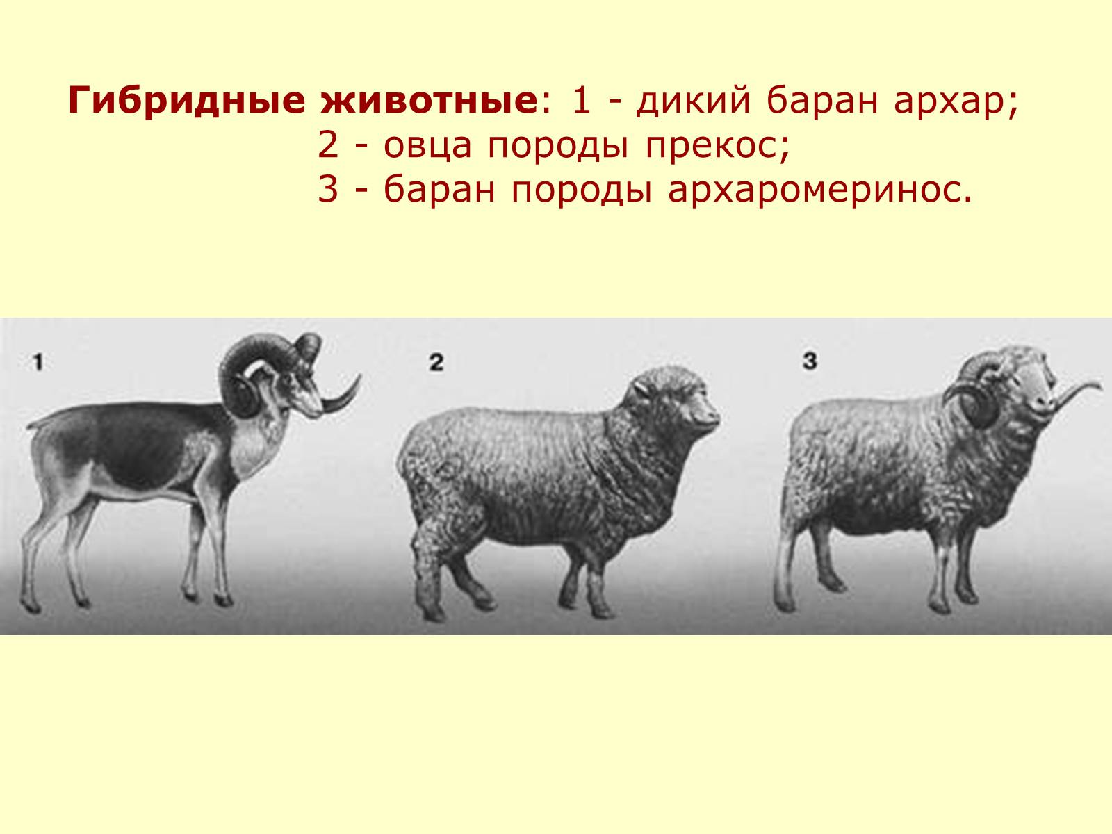 Презентація на тему «Селекция животных» (варіант 2) - Слайд #25