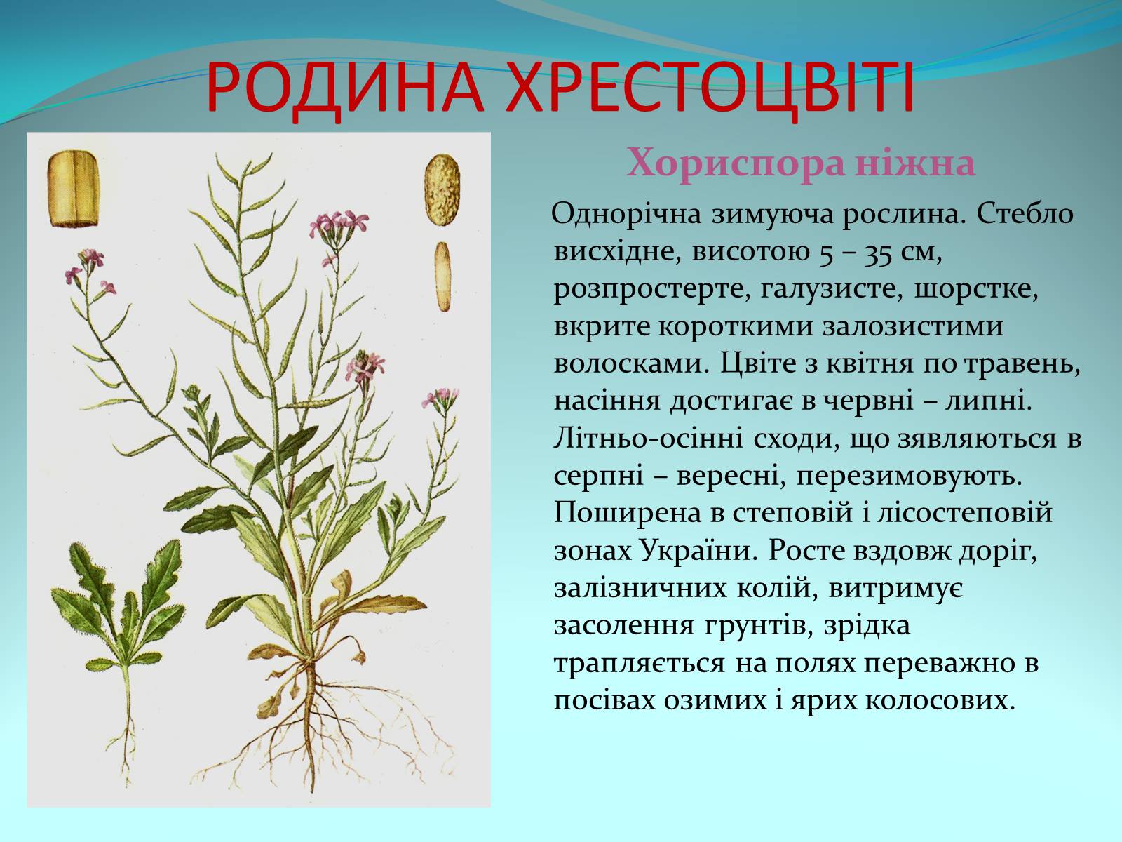 Презентація на тему «Різноманітність покритонасінних рослин» - Слайд #10