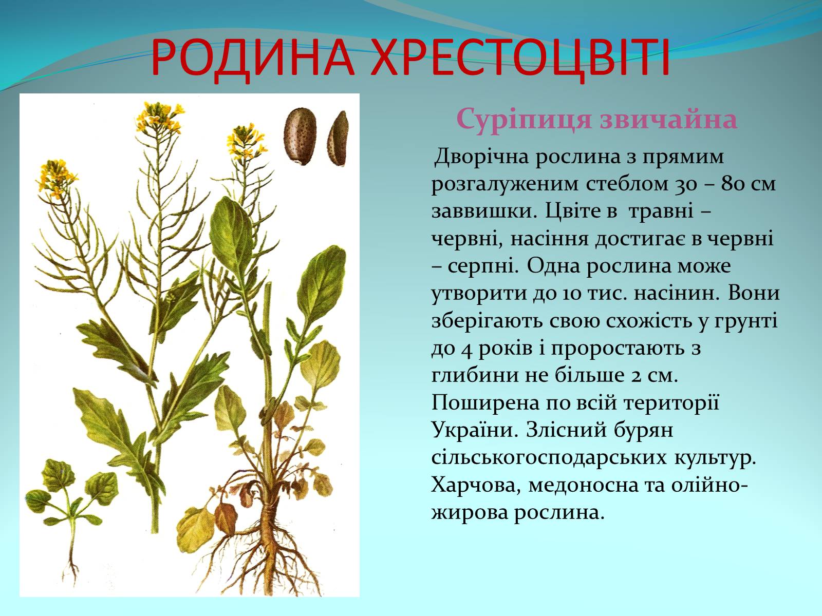 Презентація на тему «Різноманітність покритонасінних рослин» - Слайд #11