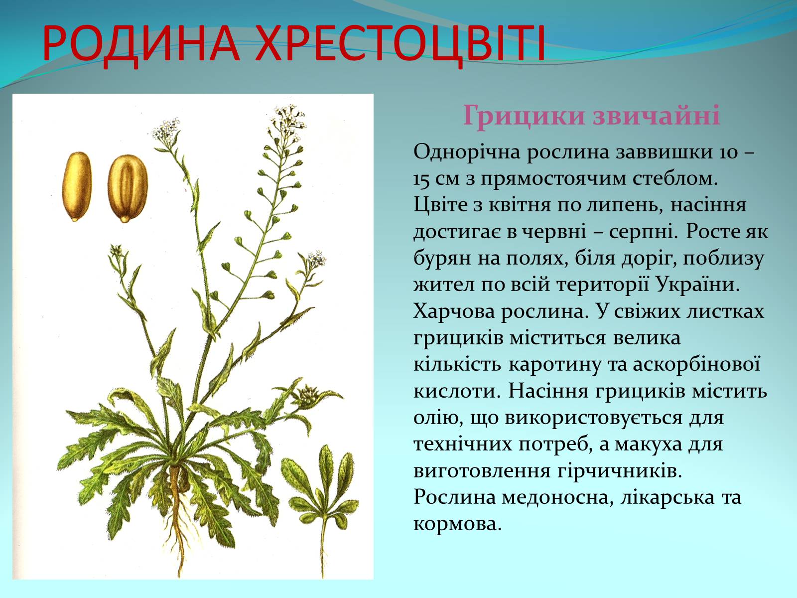 Презентація на тему «Різноманітність покритонасінних рослин» - Слайд #17