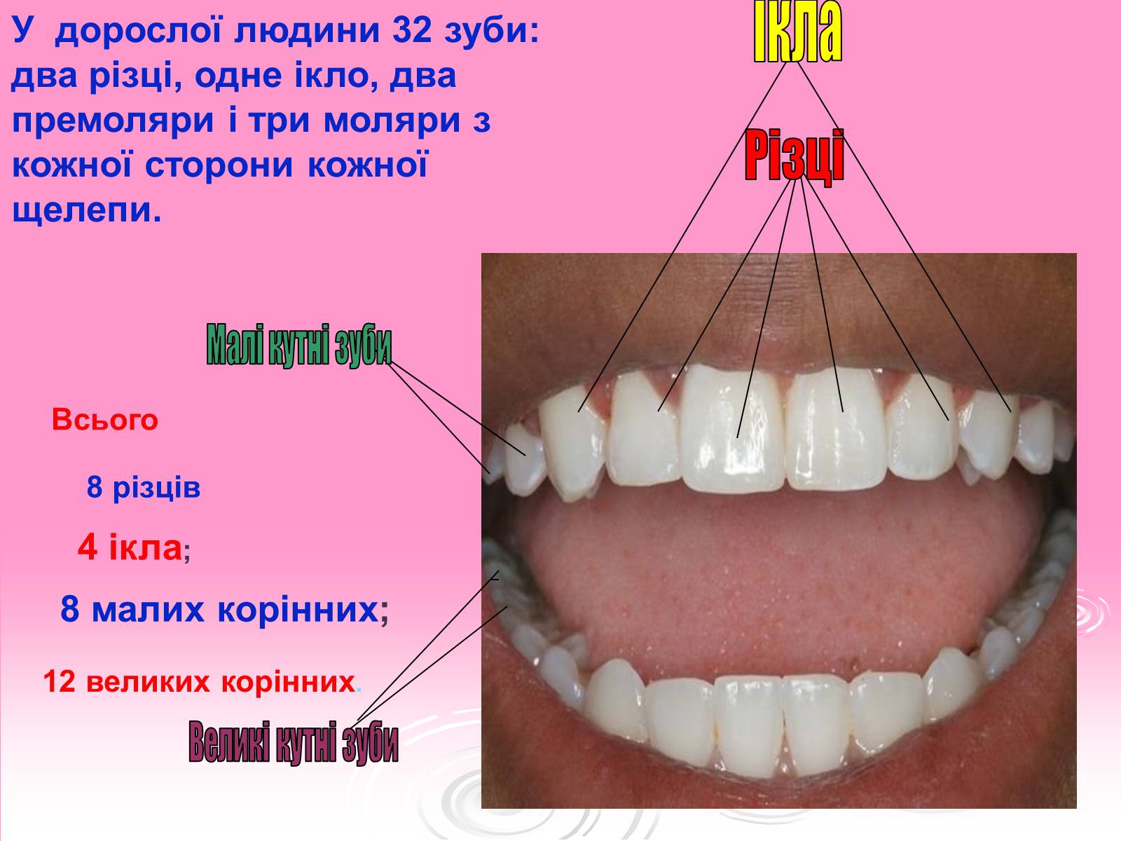Презентація на тему «Зуби» (варіант 3) - Слайд #3