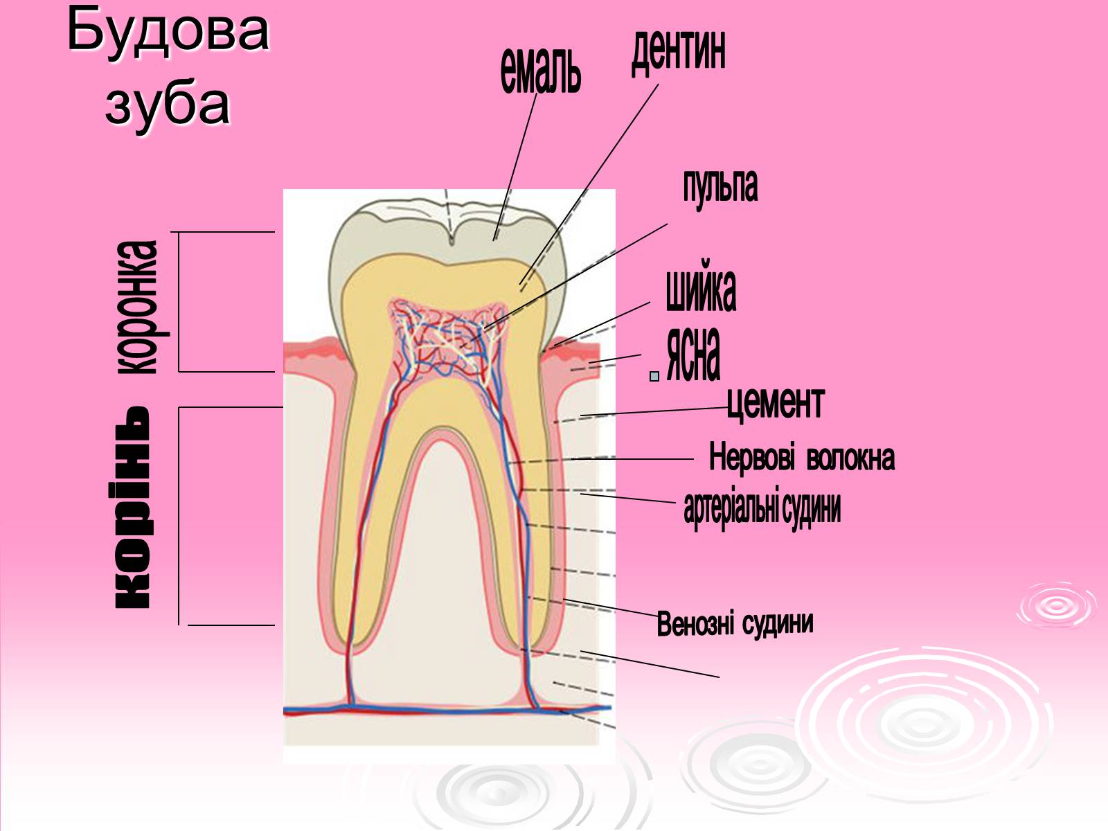 Презентація на тему «Зуби» (варіант 3) - Слайд #5