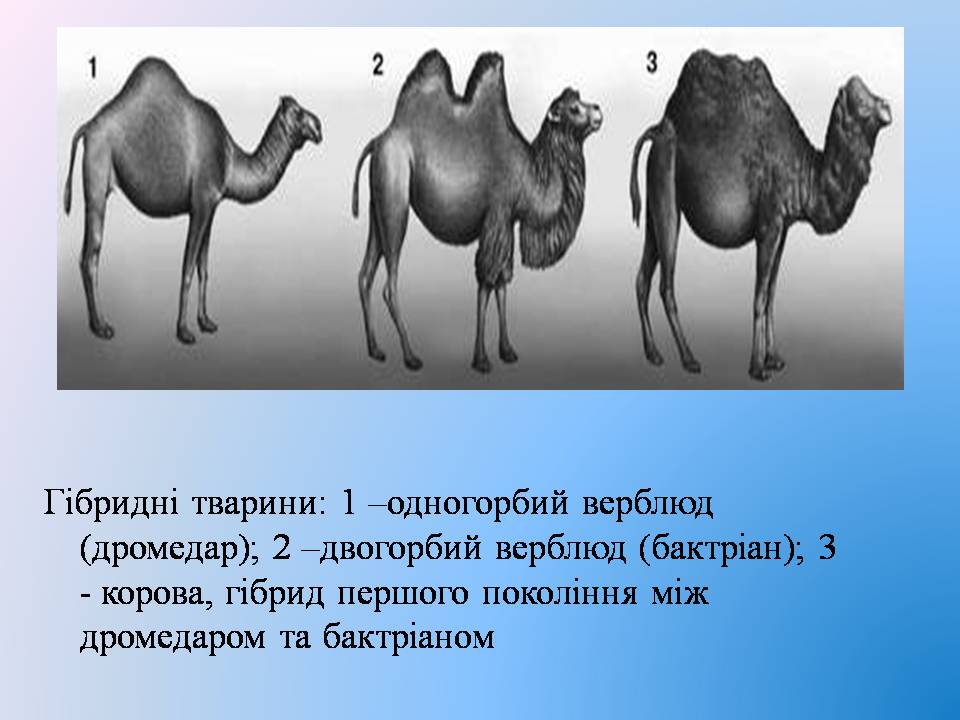 Презентація на тему «Селекція тварин» (варіант 3) - Слайд #5