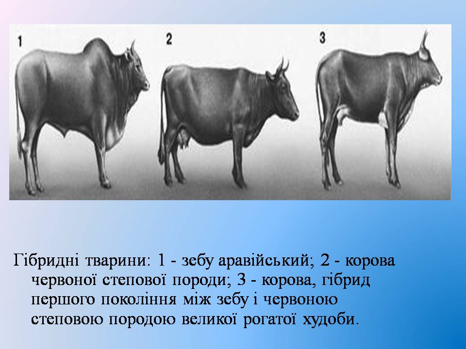 Презентація на тему «Селекція тварин» (варіант 3) - Слайд #6
