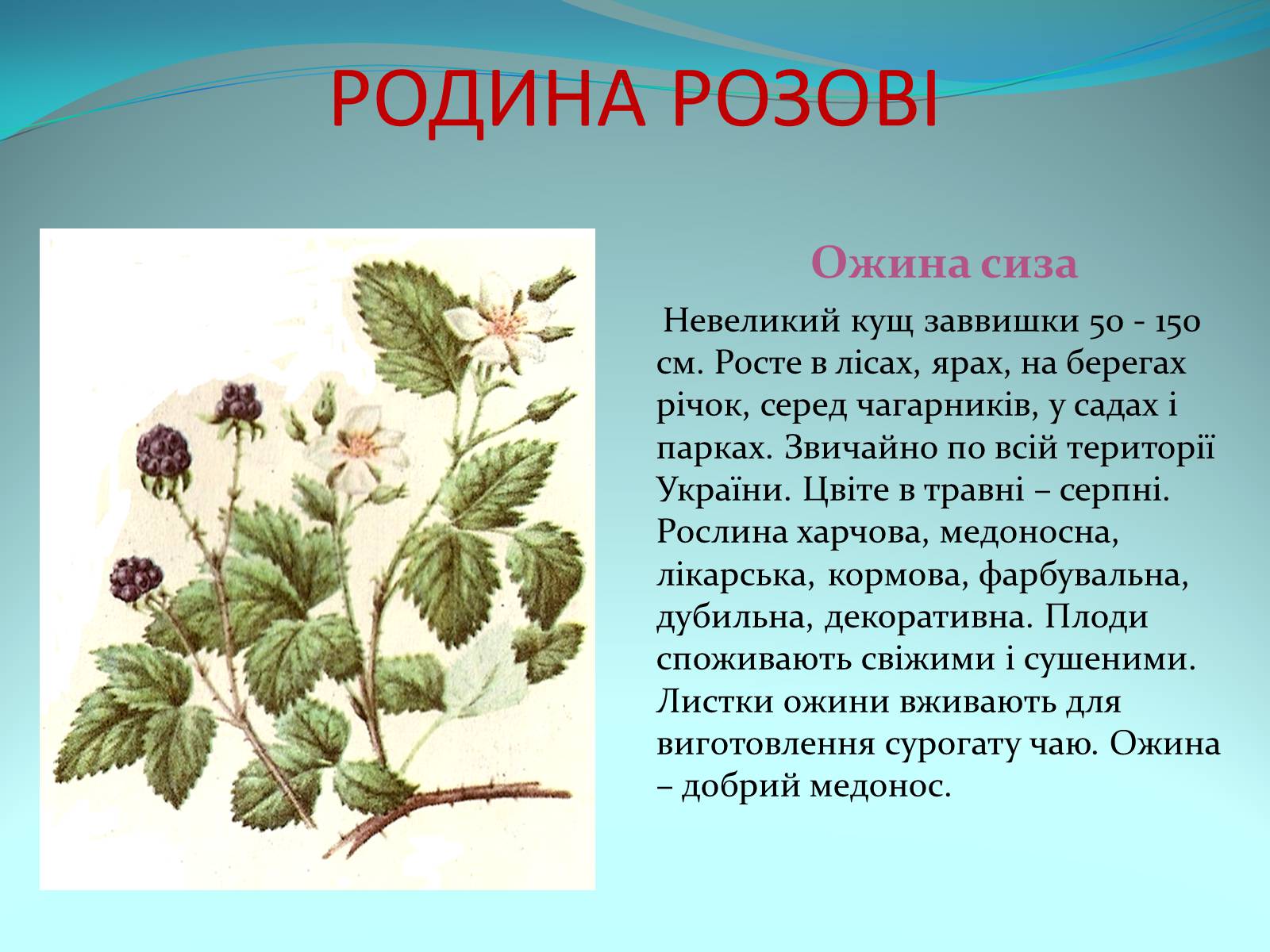 Презентація на тему «Різноманітність покритонасінних рослин» - Слайд #30