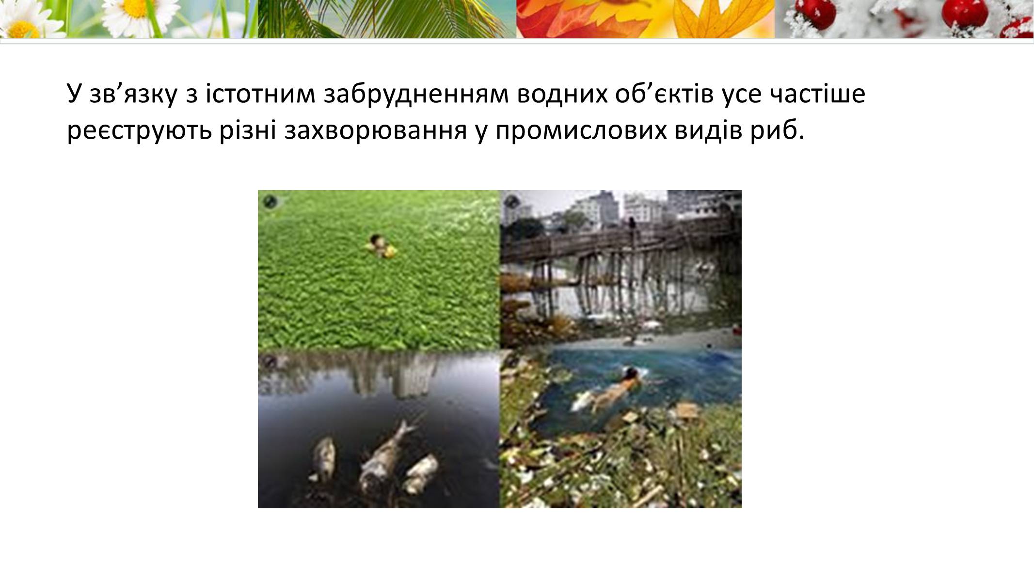 Презентація на тему «Екологія» (варіант 9) - Слайд #12