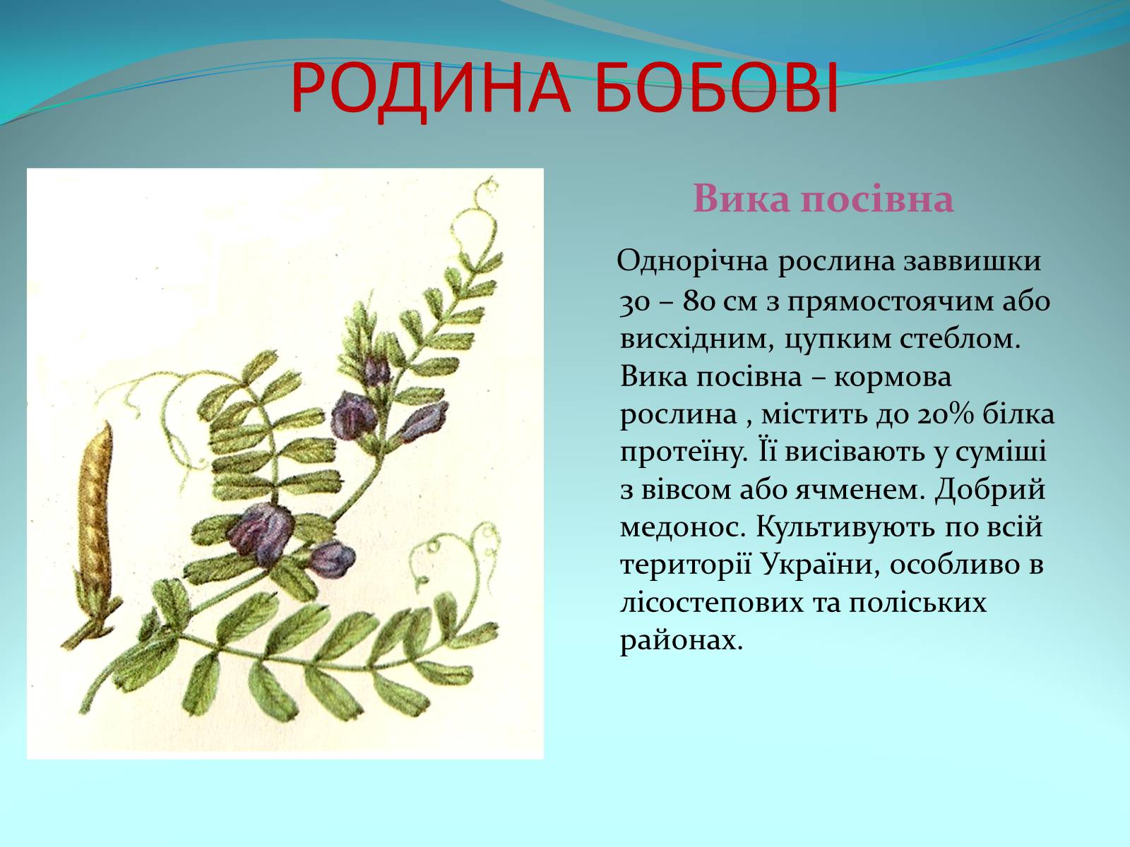 Презентація на тему «Різноманітність покритонасінних рослин» - Слайд #36
