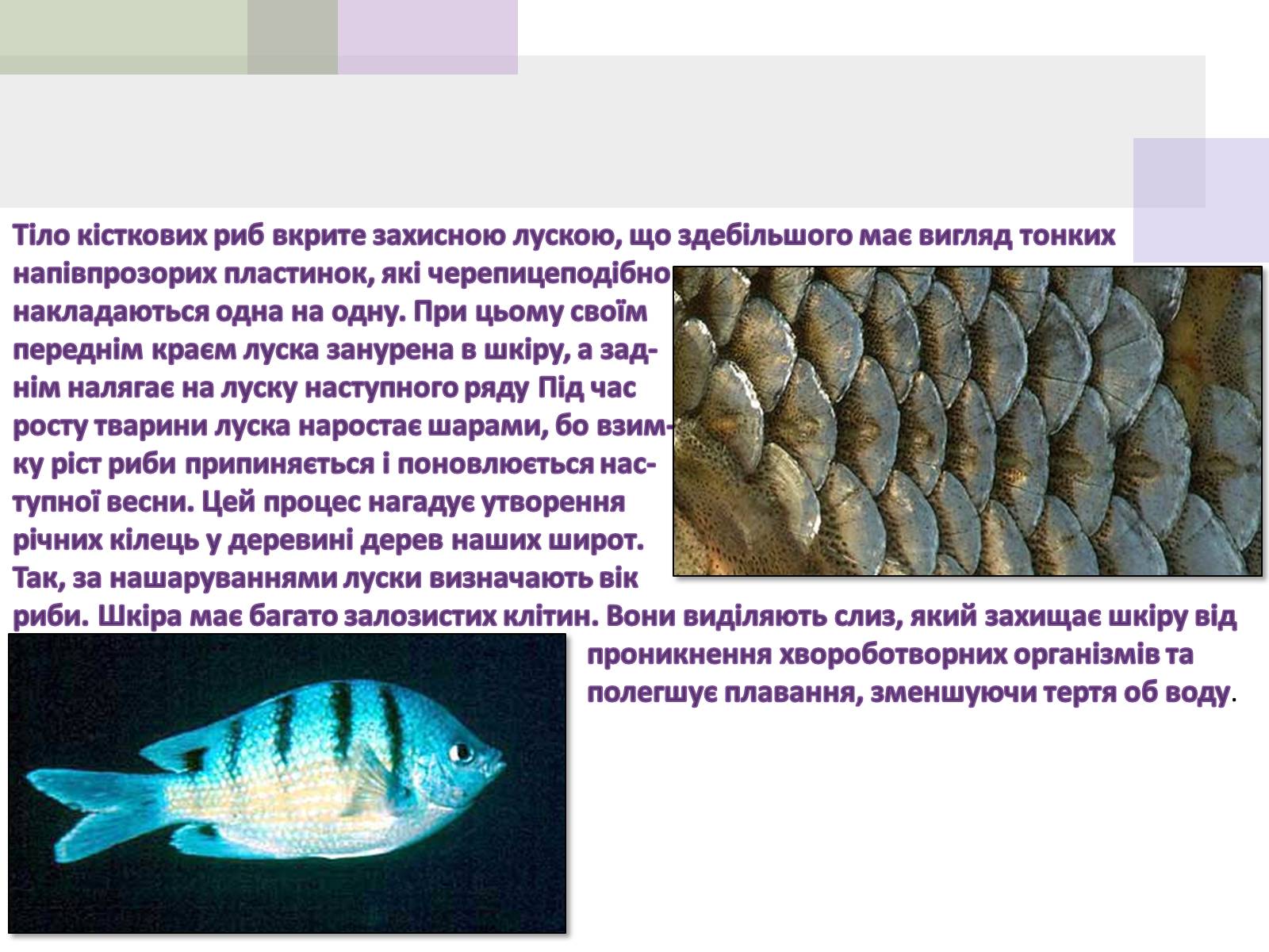 Презентація на тему «Кісткові риби» (варіант 1) - Слайд #6