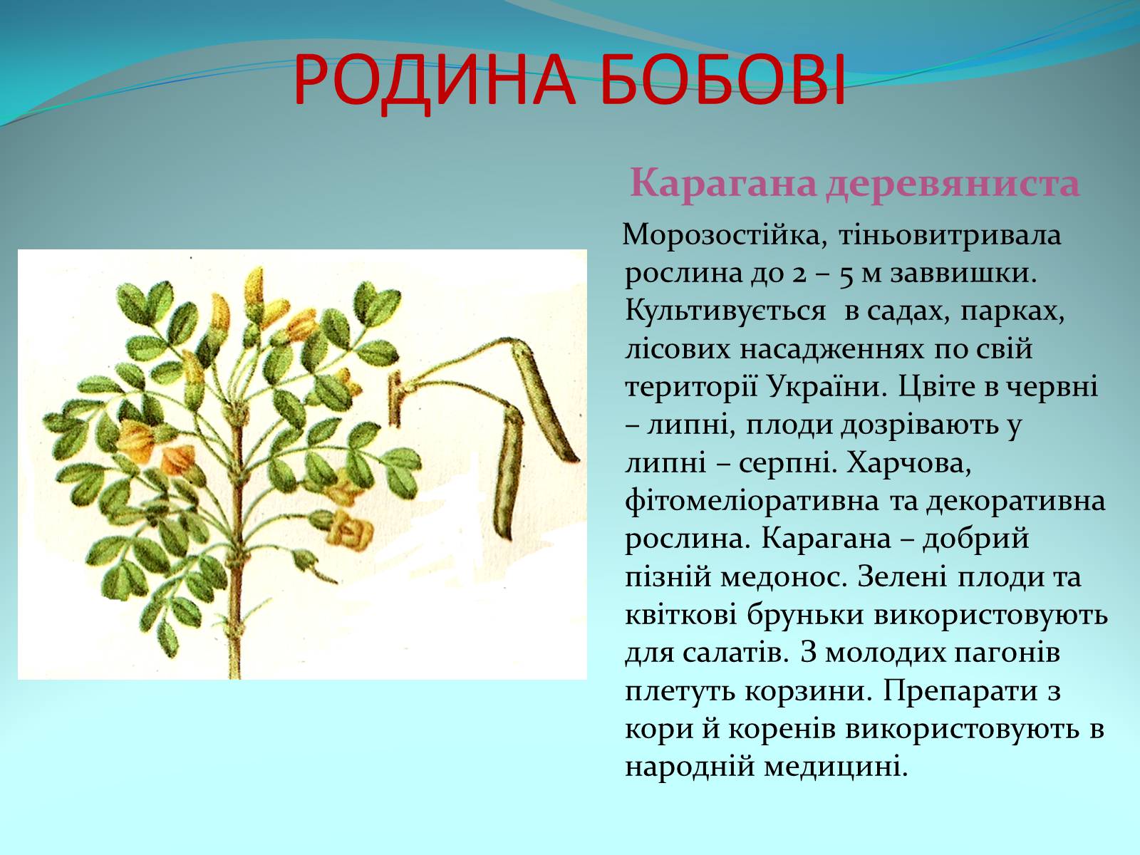 Презентація на тему «Різноманітність покритонасінних рослин» - Слайд #43