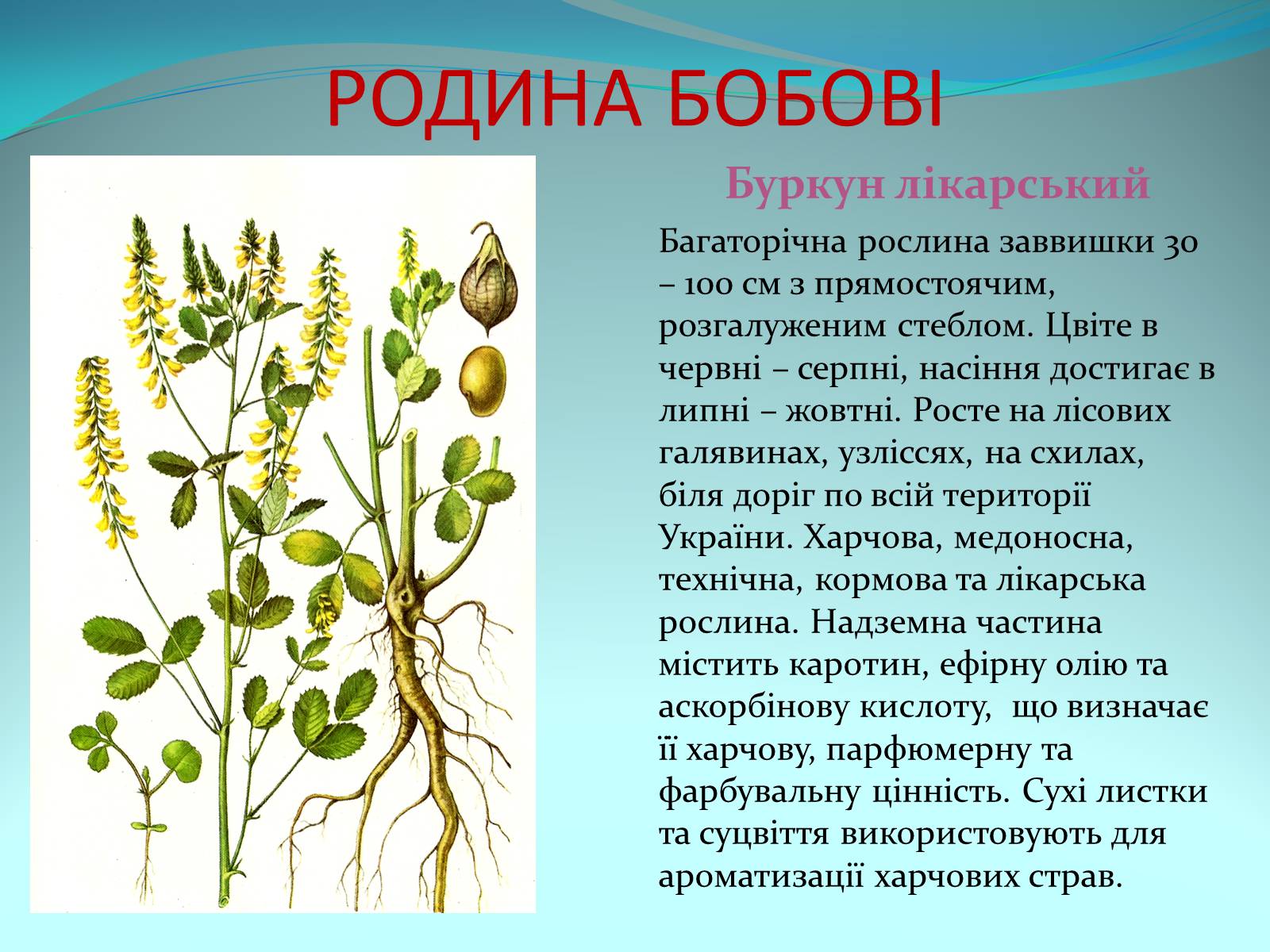 Презентація на тему «Різноманітність покритонасінних рослин» - Слайд #44